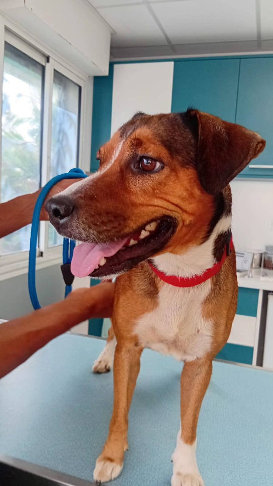 Adopter Stiew