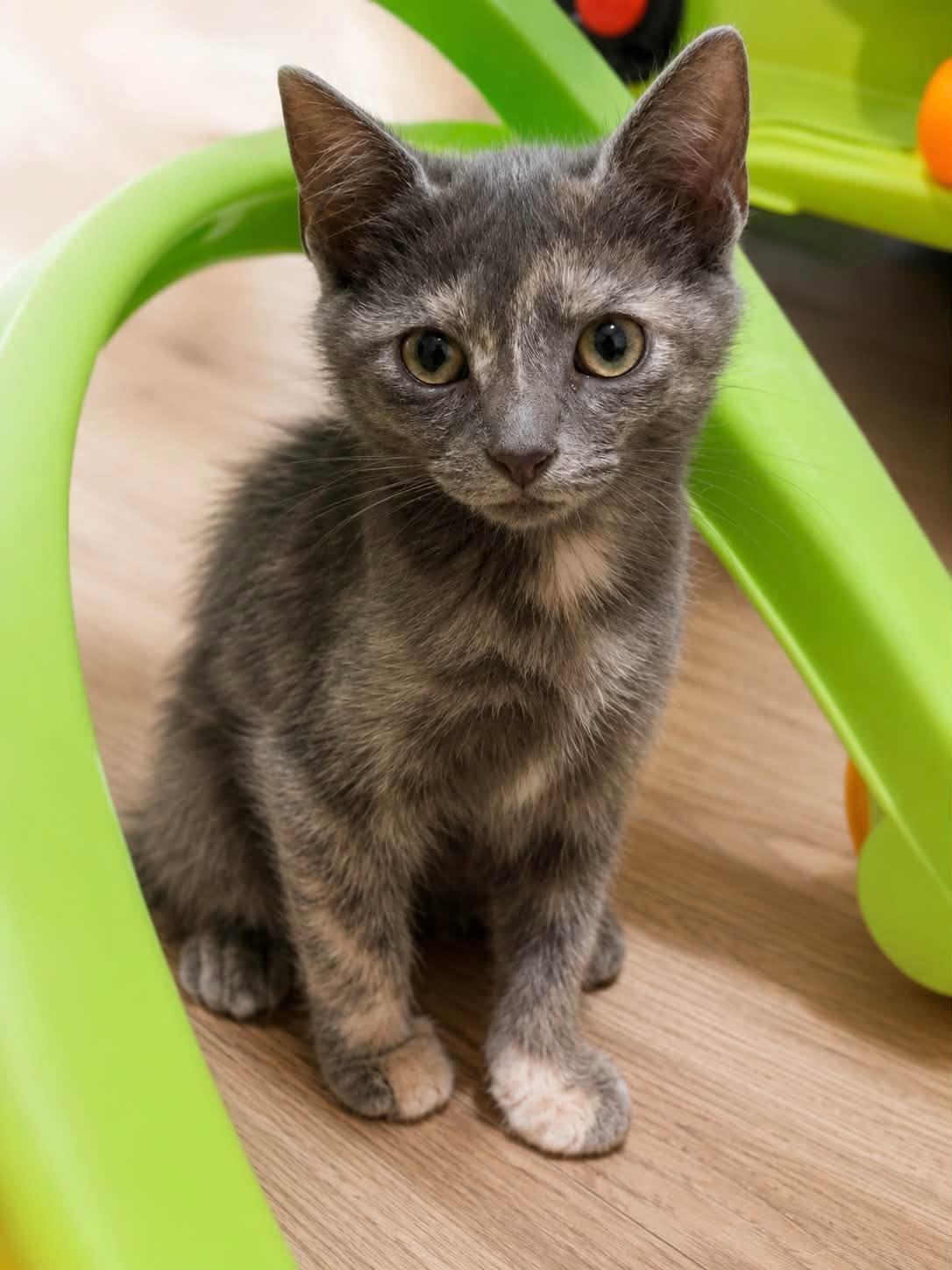 Adopter LOUKI et MIQUETTE