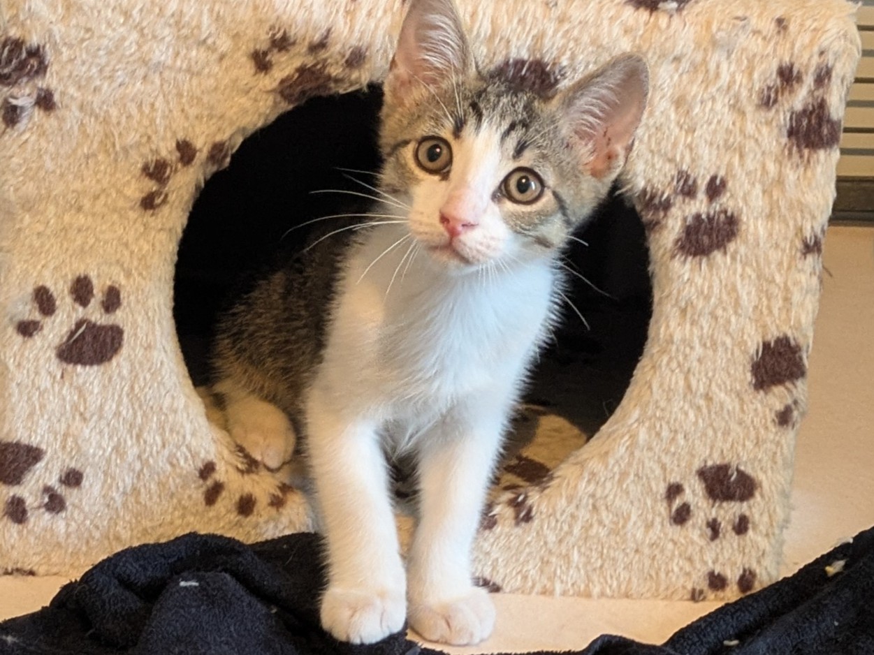 Adopter BENNY