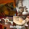 BICHETTE