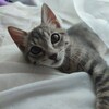 PERLA