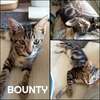 BOUNTY