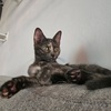 BELIA