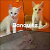 BANQUISE