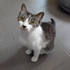 Louisa