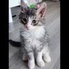 LILI