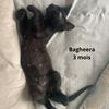 BAGHEERA 