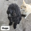 Hugo, caniche de Chine!