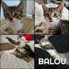BALOU