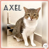 Axel
