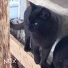 Nox