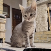 LOKI
