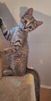 Adopter : Violette