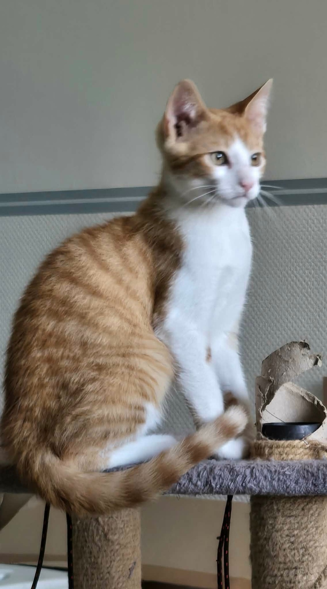 Adopter Pikachu