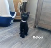 BABOU