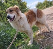Zeytouna