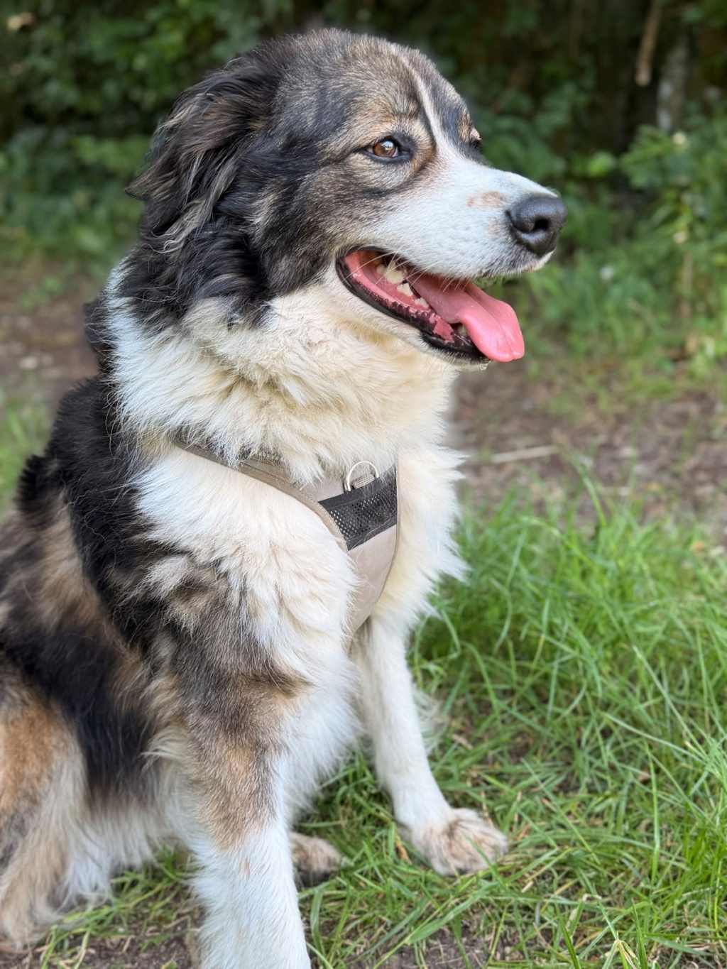 Adopter Kaly
