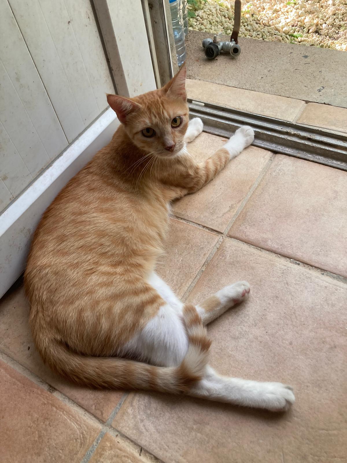 Adopter Boréale 