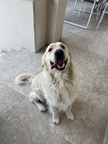 Adopter Max
