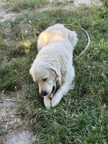 Adopter Max