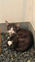 Adopter : Punch