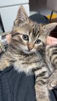 Adopter : Ruby