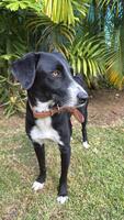 Adopter : Tiana