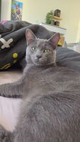 Adopter : simba