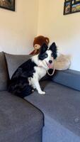 Adopter : TEX