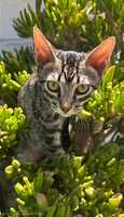 Adopter : PICARO