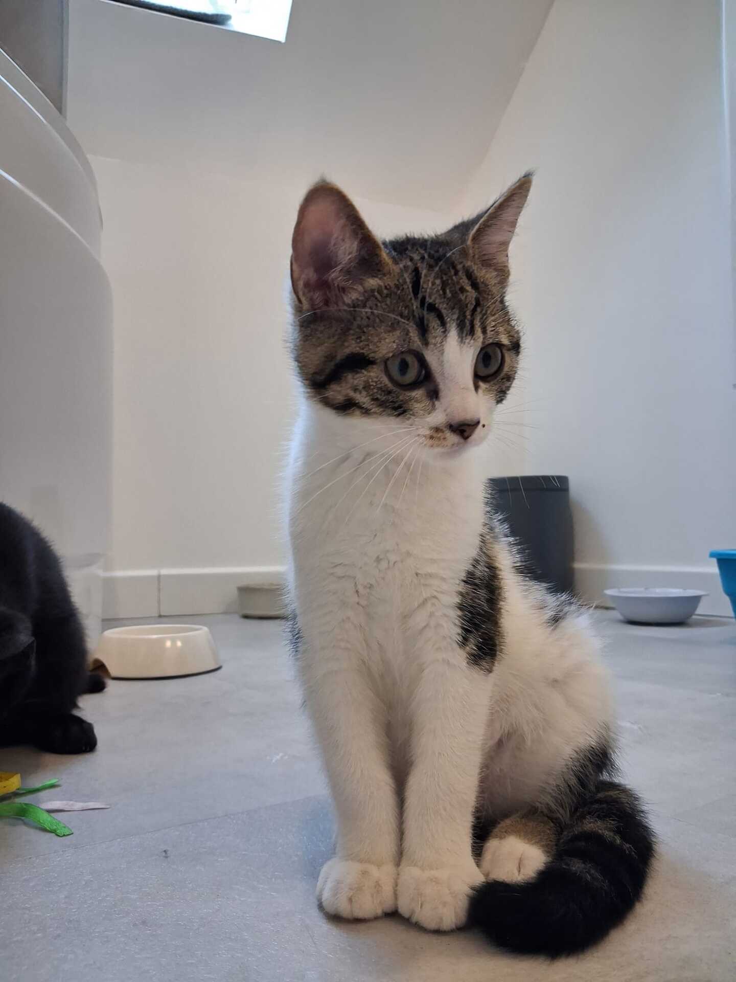 Adopter Bill