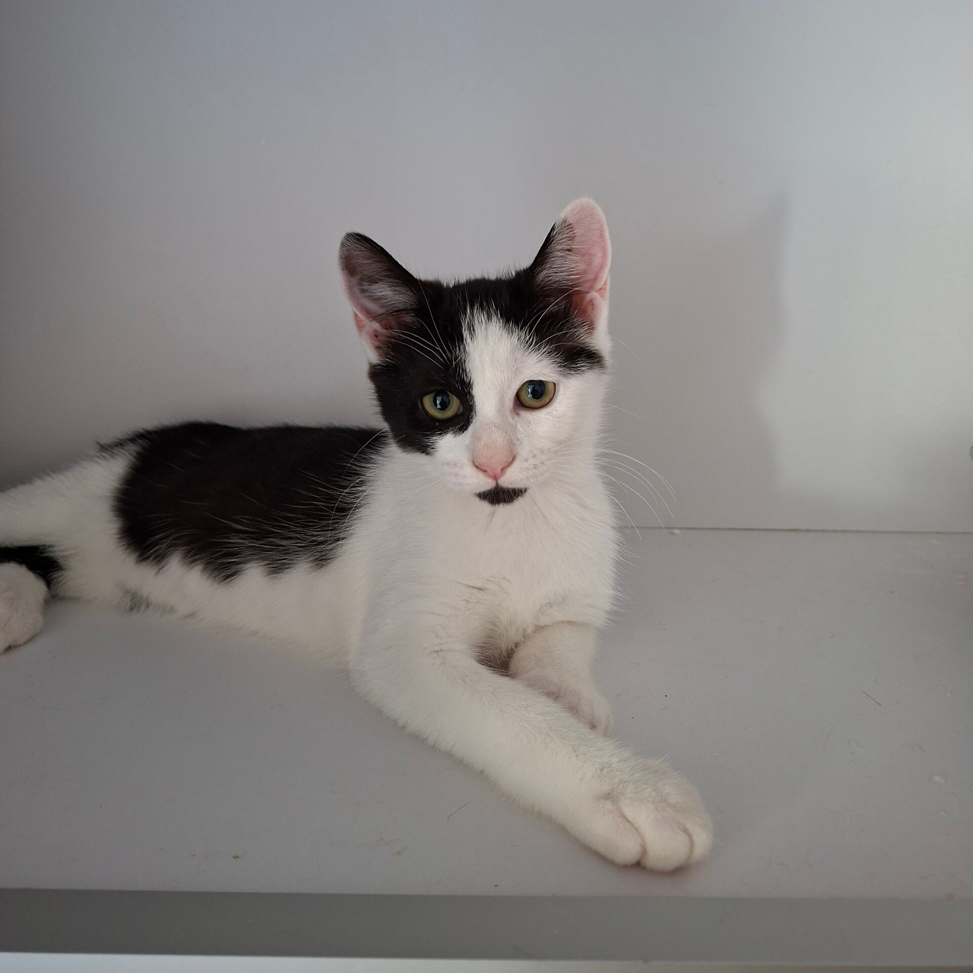 Adopter BEIJIN