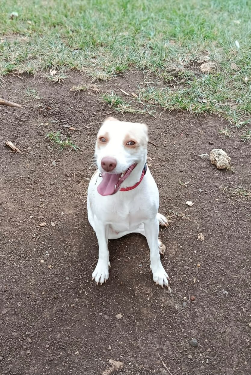 Adopter Dolce