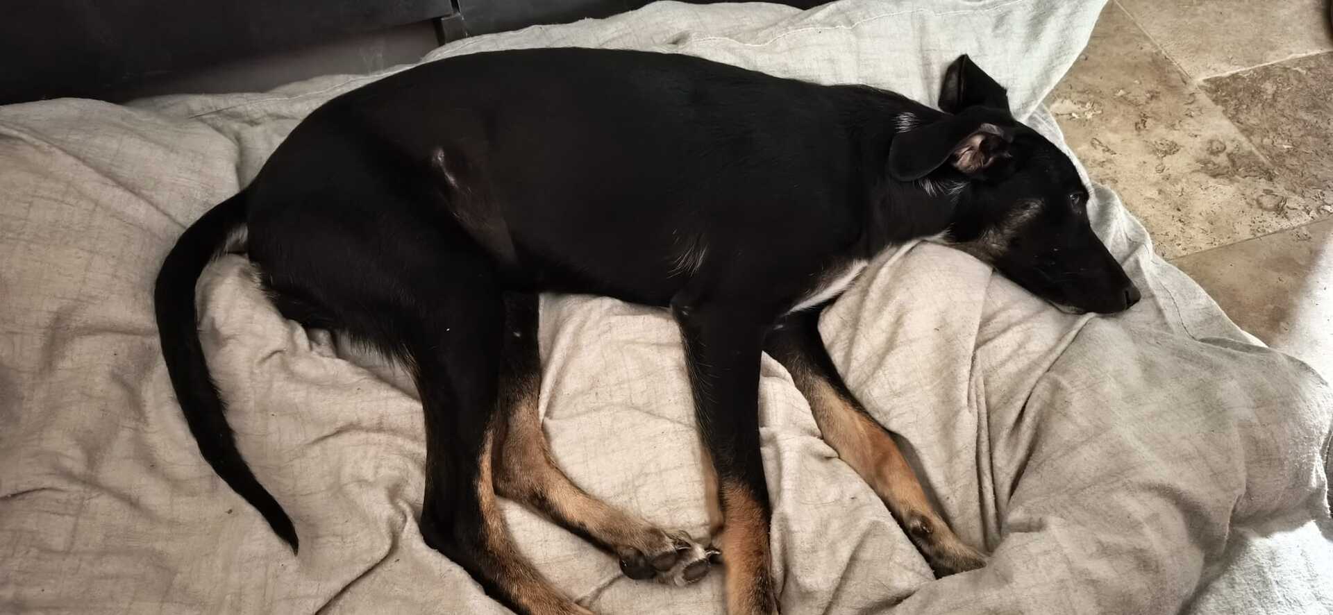 Adoption Shania