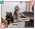 Boulette et Crapule