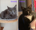 Féline et smoke
