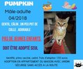 Pumpkin
