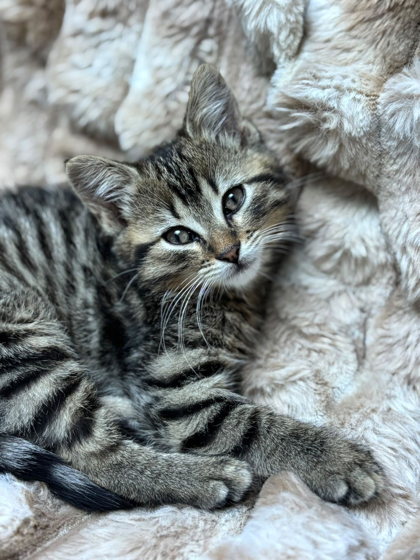 Adopter Ruby