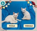 Pucile et Verhale