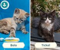 Bolo et Tickel