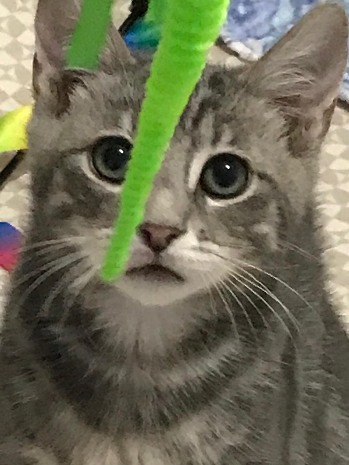 Adoption  Billy