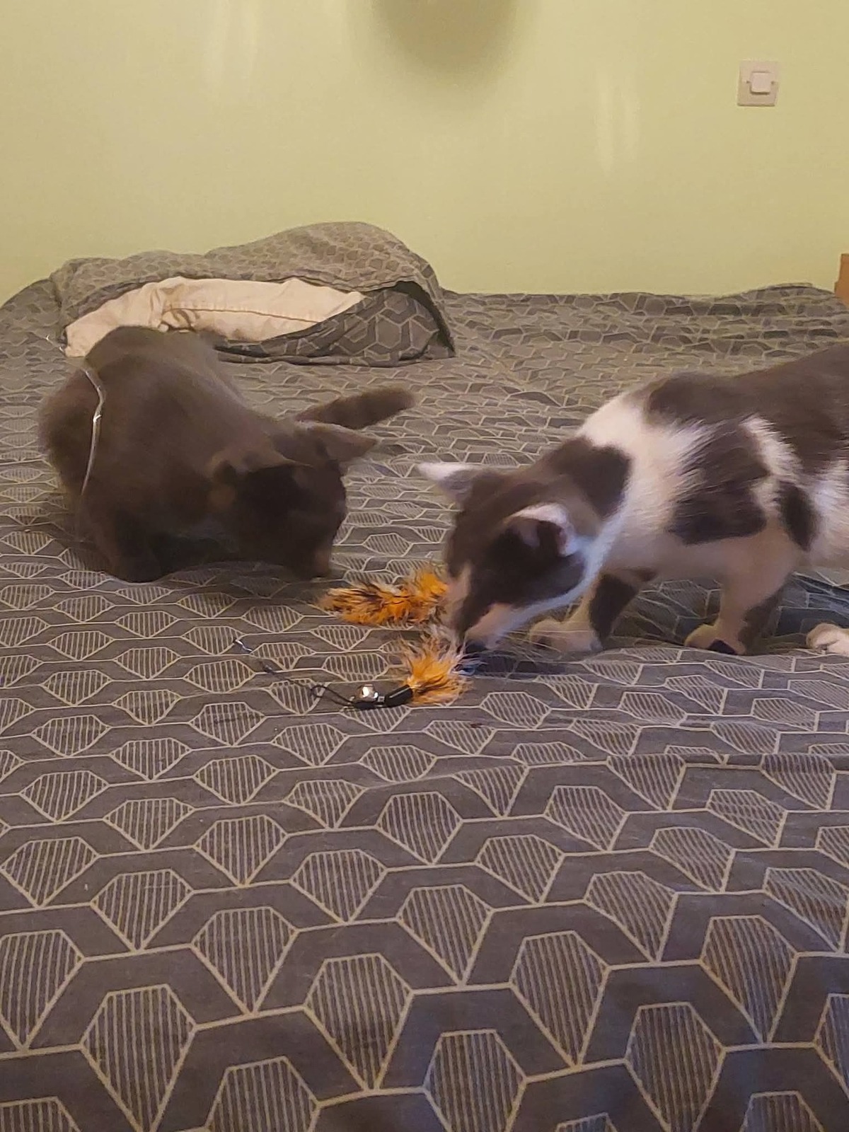 Adoption Grizzy