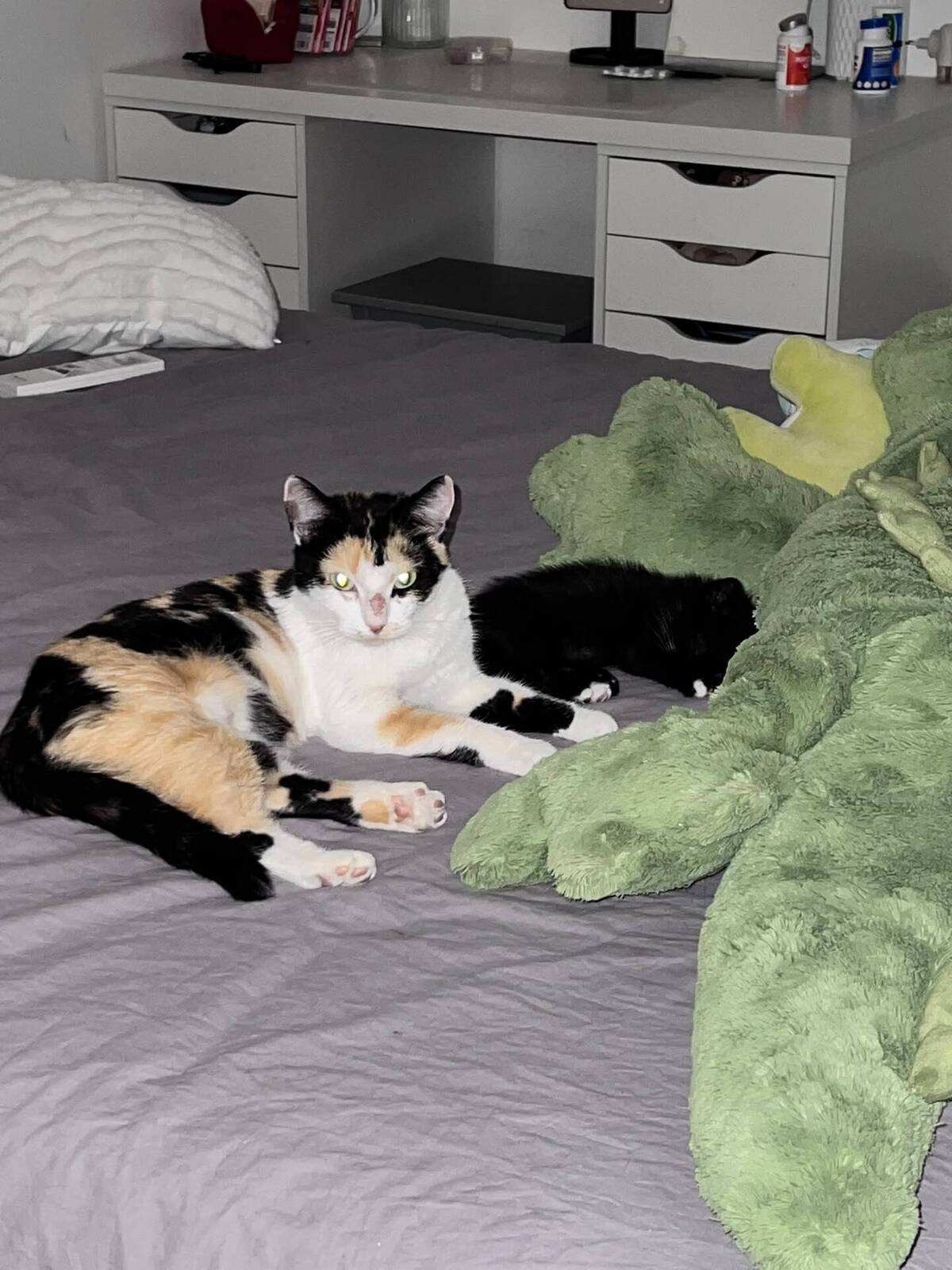 Adoption Fiona