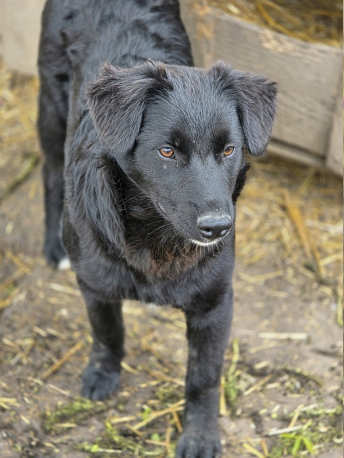 Adoption Ailani