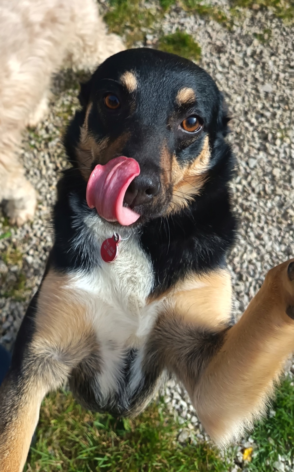 Adoption Kelina