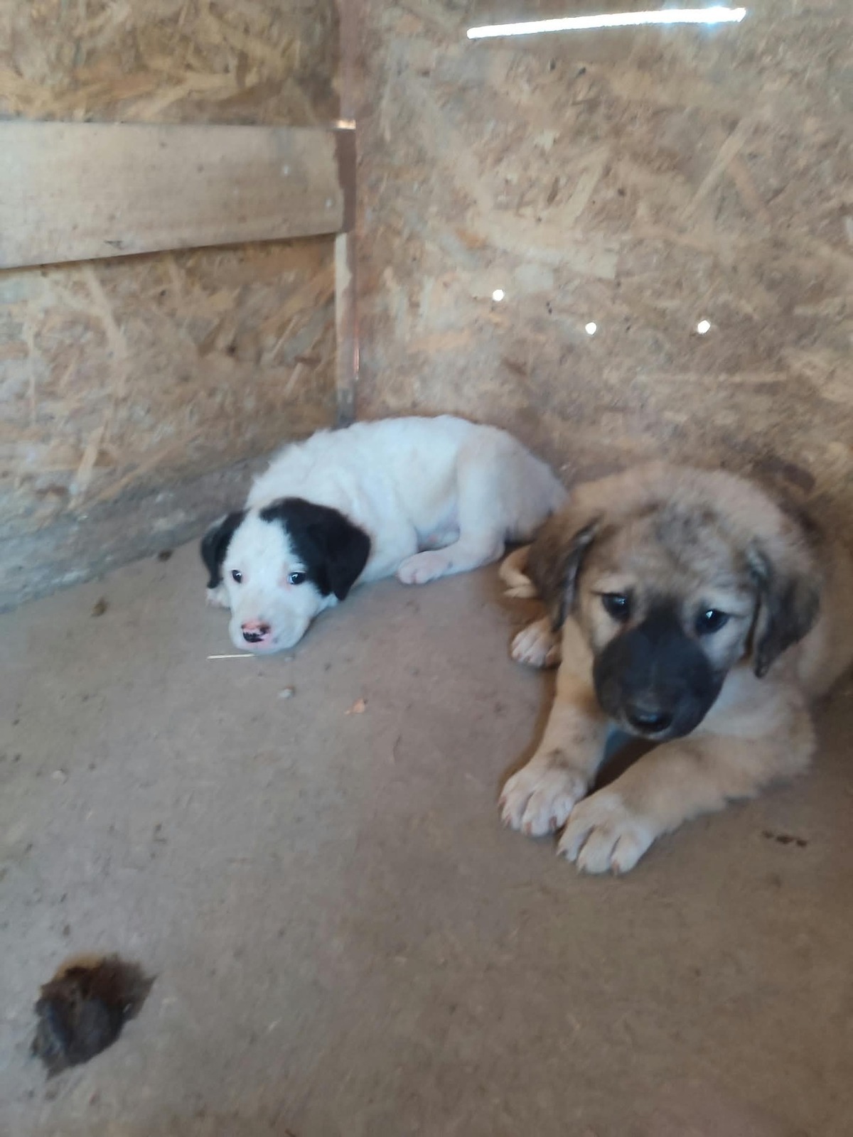 Adoption Chiots