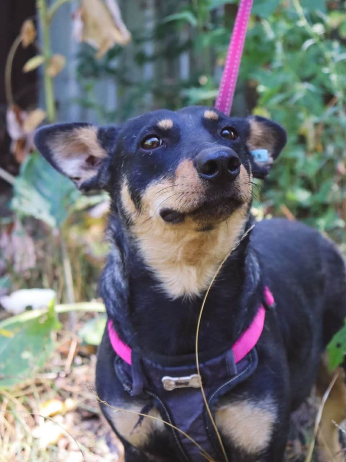 Adoption Sharlota