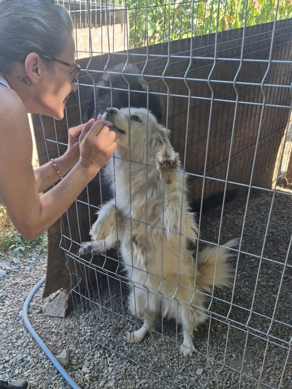 Adoption Alba