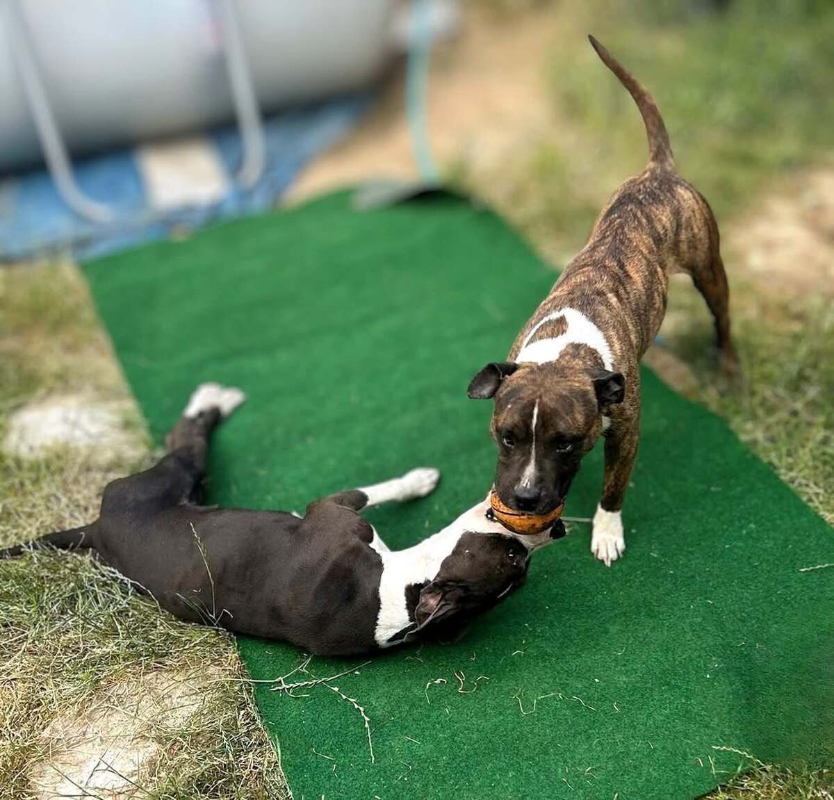 Adoption Thya et Stella