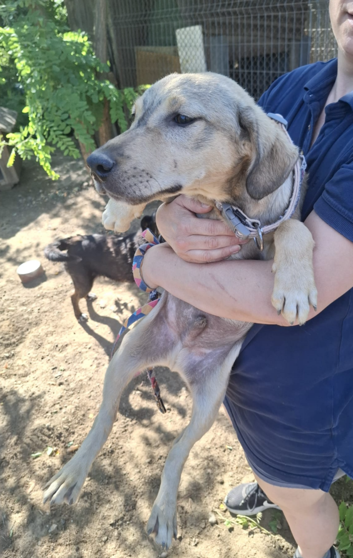 Adoption Iluma